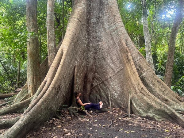 Eine Frau sitzt am Fuß eines sehr großen Baums im Regenwald in Brasilien